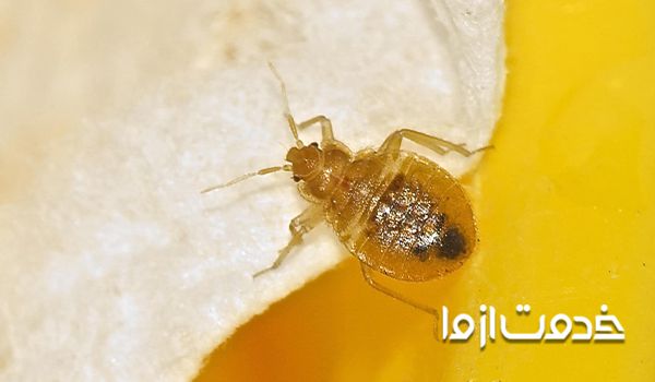 روش از بین بردن ساس با قرص برنج